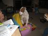 Filename=IMG_1980.JPG
Filesize=66KB
Dimensions=800x600
Date added=May 29, 2006 IMG_1980.JPG